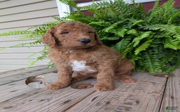 Goldendoodle dogs for sale: Teddy - Image 23