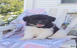 Miniature Poodle dogs for sale: Buster - Image 1