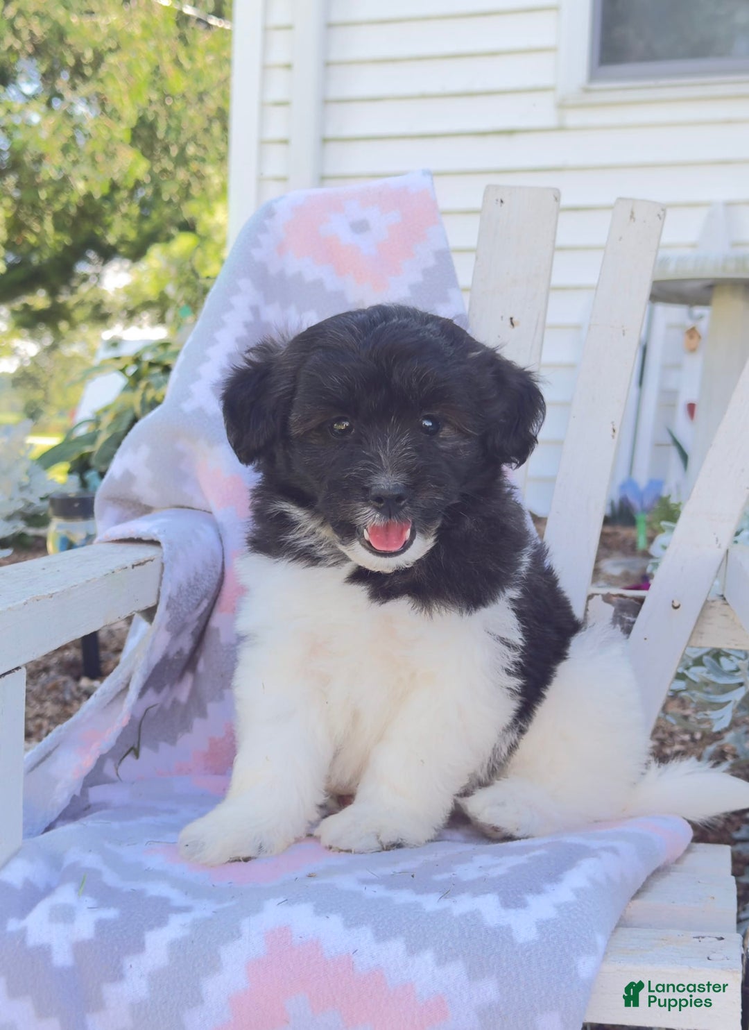 Miniature Poodle dogs for sale: Buster - Image 1