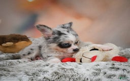Chihuahua dogs for sale: Winston - Image 6