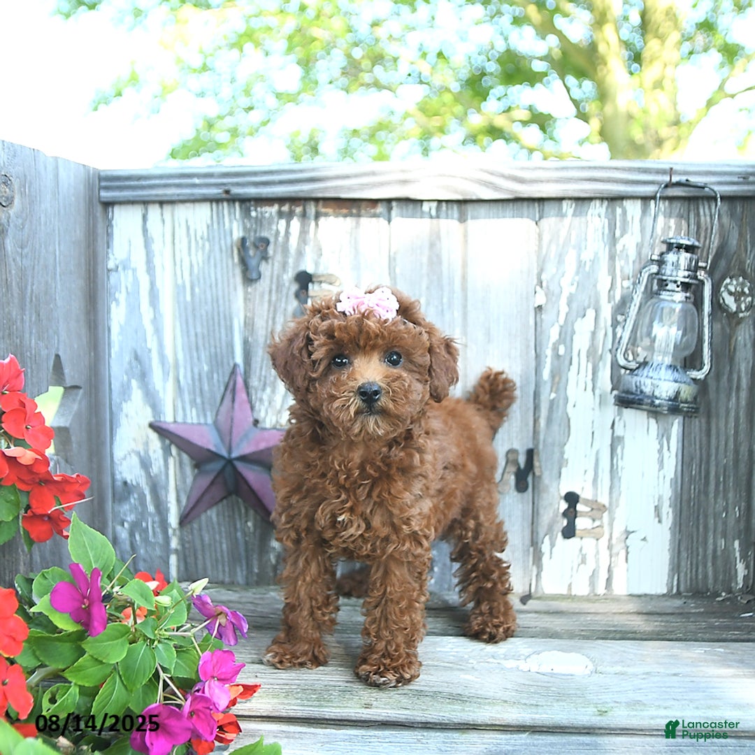 Toy Poodle dogs for sale: Amber - Image 1