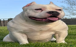 American Bully dogs for sale: Bunny - Image 4