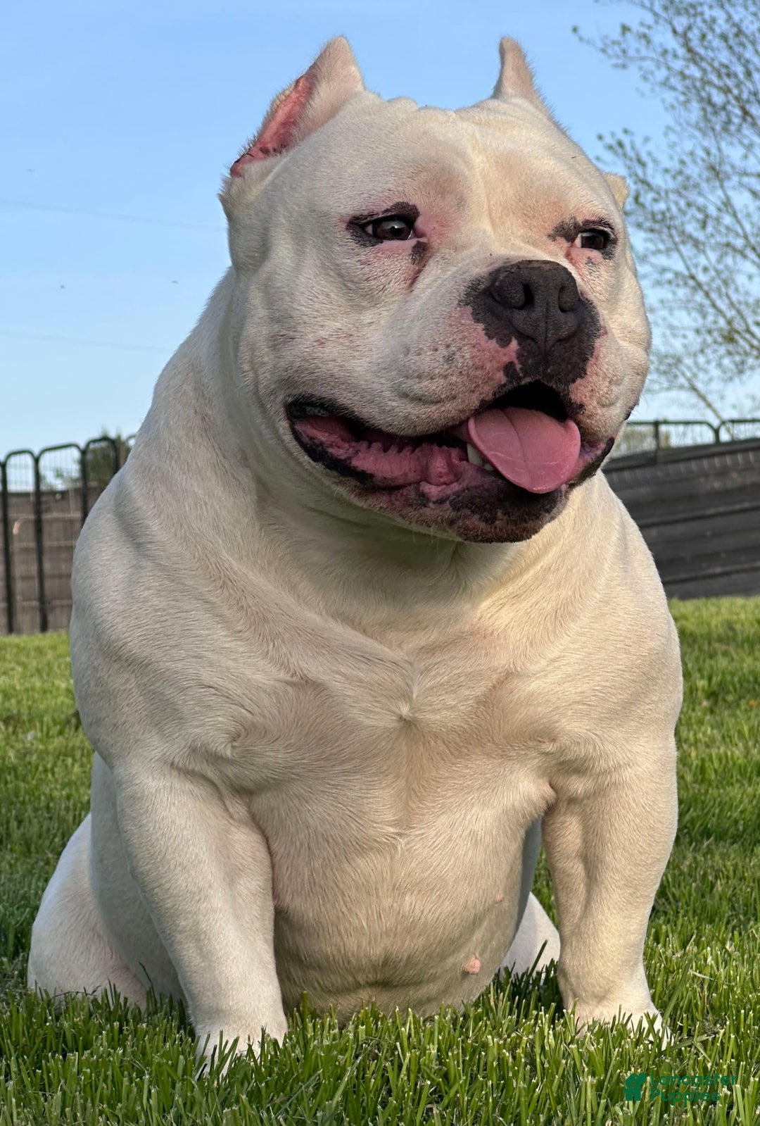 American Bully dogs for sale: Bunny - Image 4