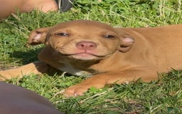 American Pit Bull Terrier dogs for sale: Honey - Image 3