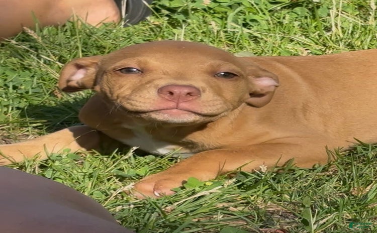 American Pit Bull Terrier dogs - Advert 34