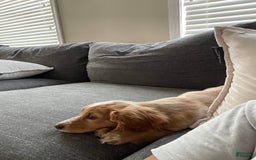 Dachshund dogs for sale: Sandy - Image 4