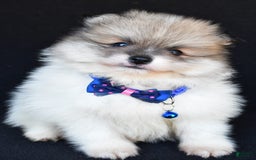Pomeranian dogs for sale: Teddy - Image 3