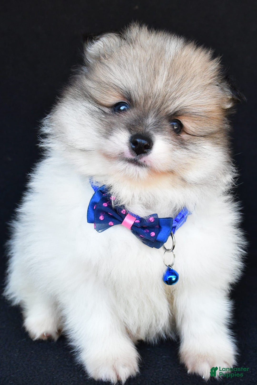 Pomeranian dogs for sale: Teddy - Image 3