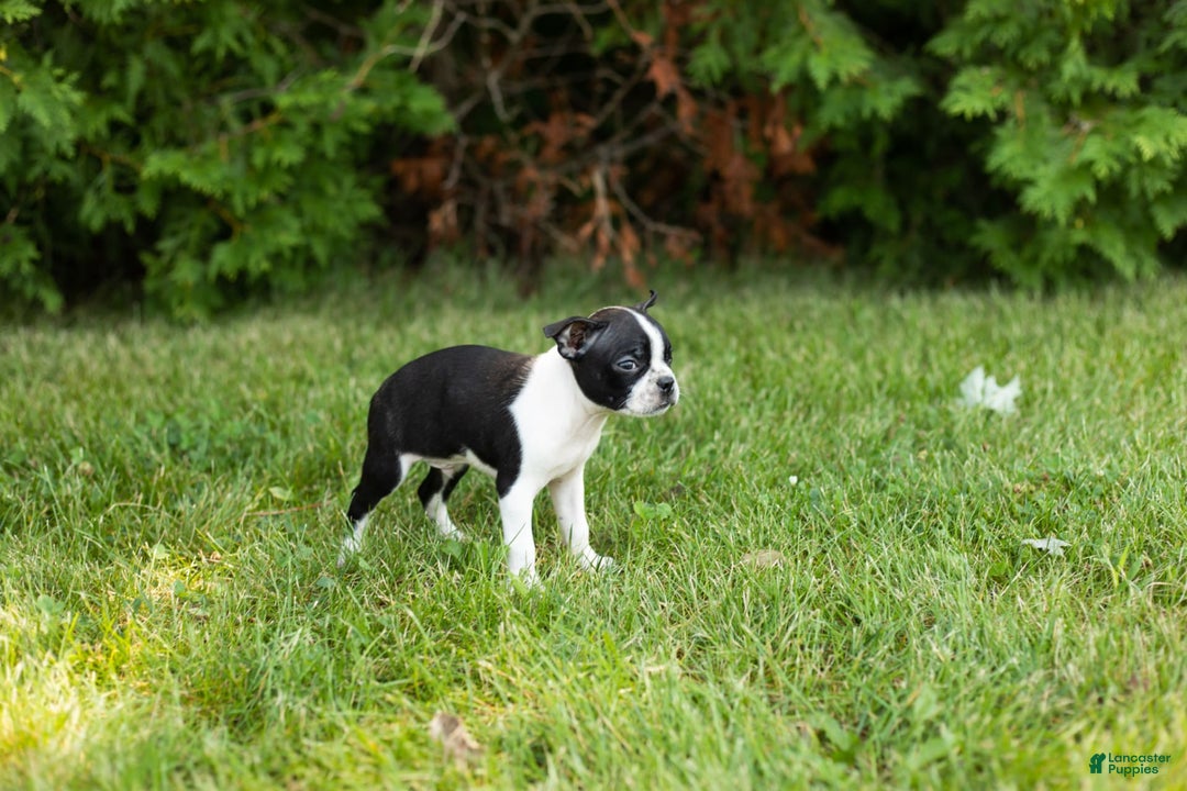 Boston Terrier dogs for sale: Boston Terrier 9 puppies - Image 8