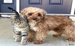 Miniature Poodle dogs for sale: Lily - Image 44