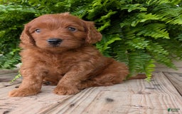 Mini Goldendoodle dogs for sale: Mini-logan - Image 6