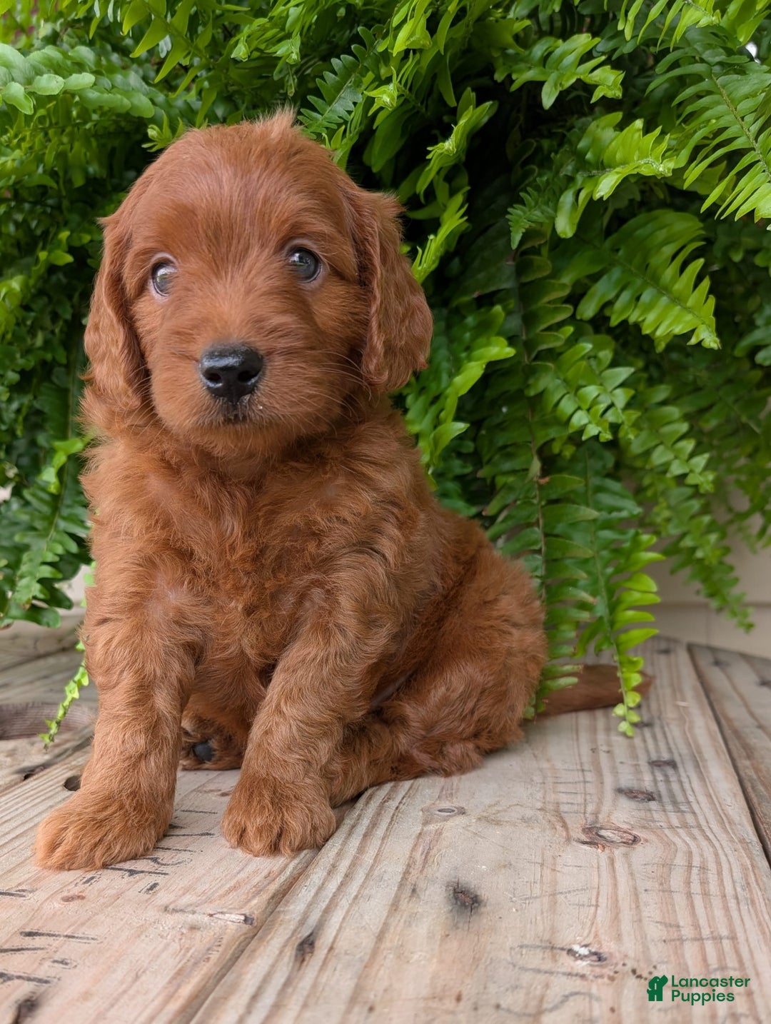 Mini Goldendoodle dogs for sale: Mini-logan - Image 6