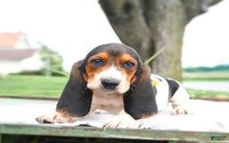 Basset Hound dogs for sale: Roosevelt - Image 3