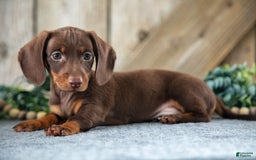Miniature Dachshund dogs for sale: Dozer - Image 1