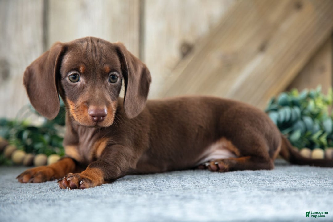 Miniature Dachshund dogs for sale: Dozer - Image 1