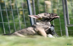 French Bulldog dogs for sale: Rey - Image 3