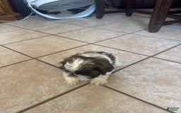 Shih Tzu dogs for sale: Jubal - Image 4
