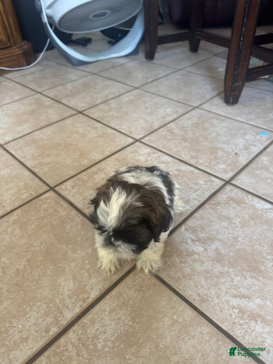 Shih Tzu dogs for sale: Jubal - Image 4
