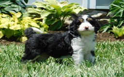 Mini Bernedoodle dogs for sale: Kallie - Image 7
