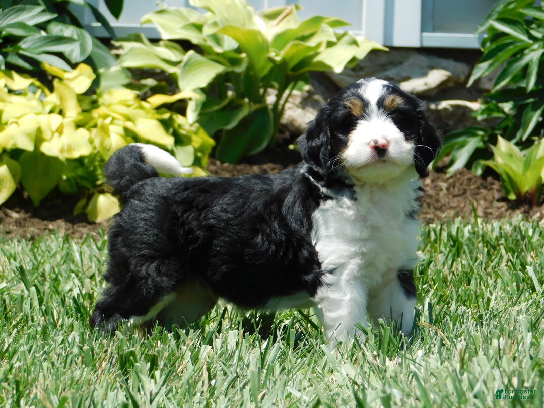 Mini Bernedoodle dogs for sale: Kallie - Image 7