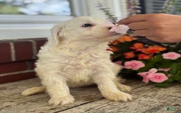 Mini Bernedoodle dogs for sale: Star - Image 1
