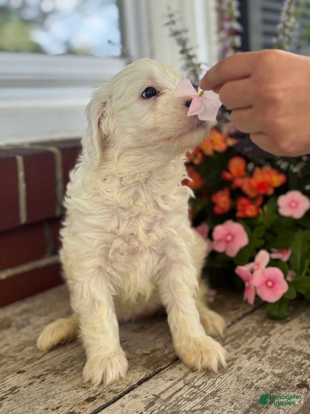 Mini Bernedoodle dogs for sale: Star - Image 1
