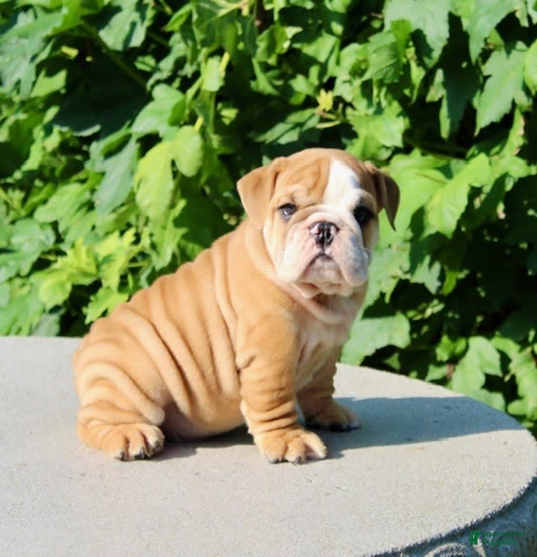 English Bulldog dogs for sale: Wyatt - Image 10