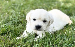 Golden Retriever dogs for sale: Harper - Image 3