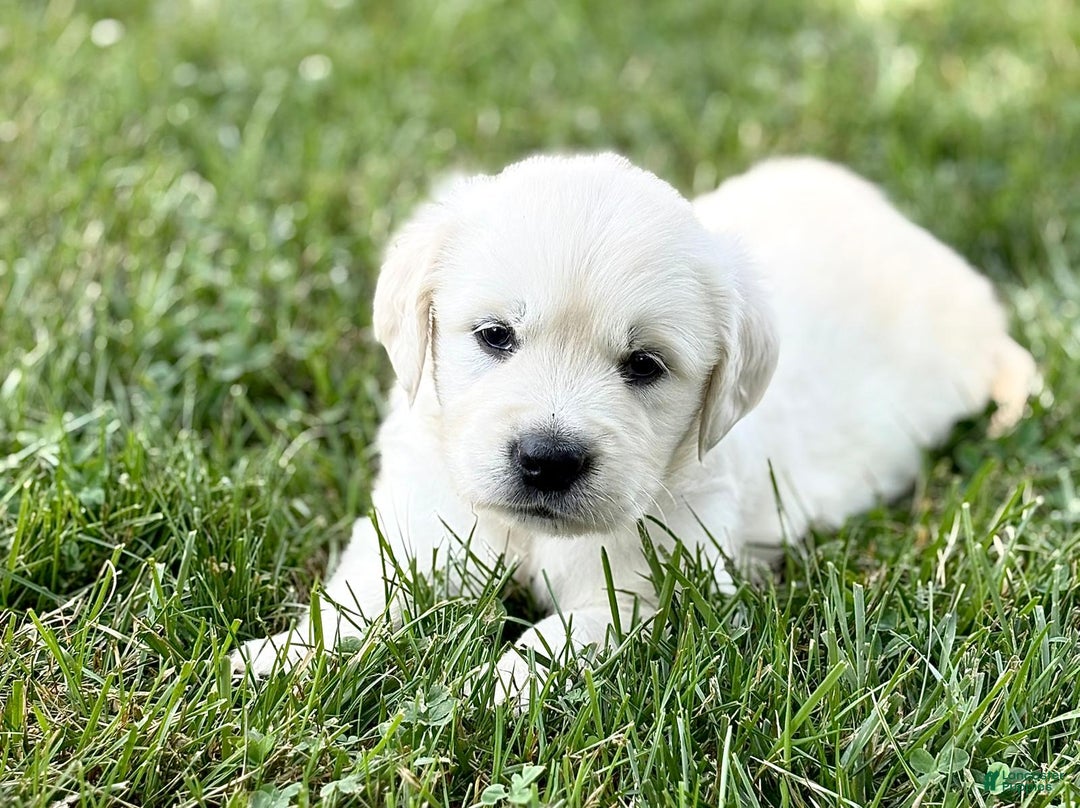 Golden Retriever dogs for sale: Harper - Image 3