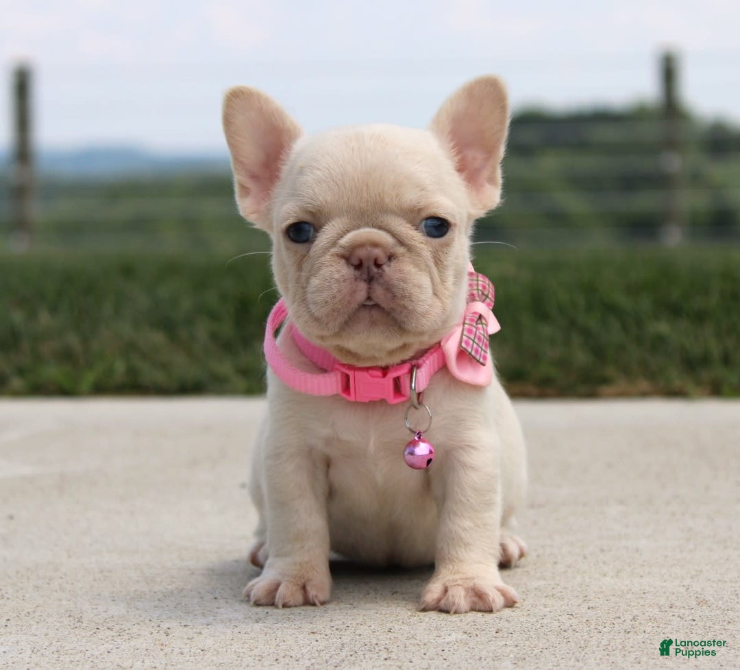 French Bulldog dogs for sale: Minty - Image 3