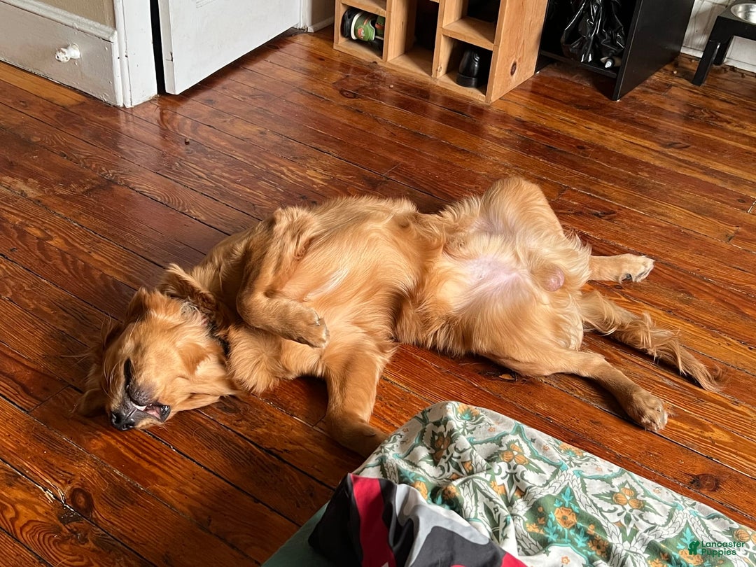 Golden Retriever dogs for sale: Rambo - Image 6