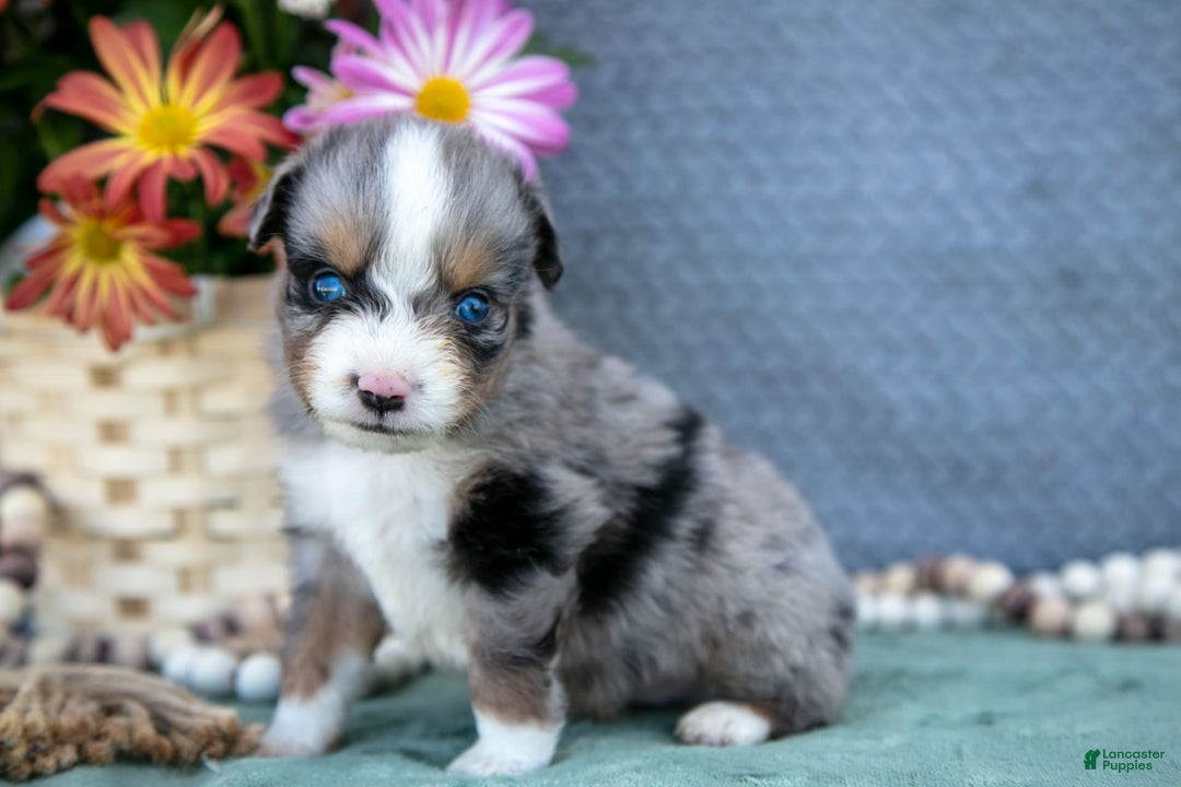Miniature Australian Shepherd dogs for sale: Timmy - Image 2