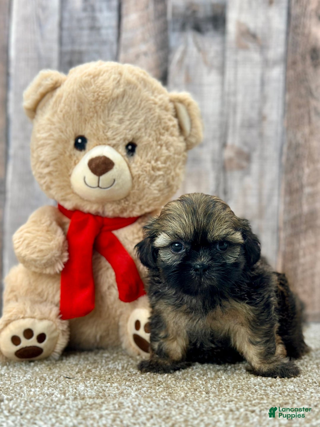 Shih Tzu dogs for sale: Snapps - Image 6