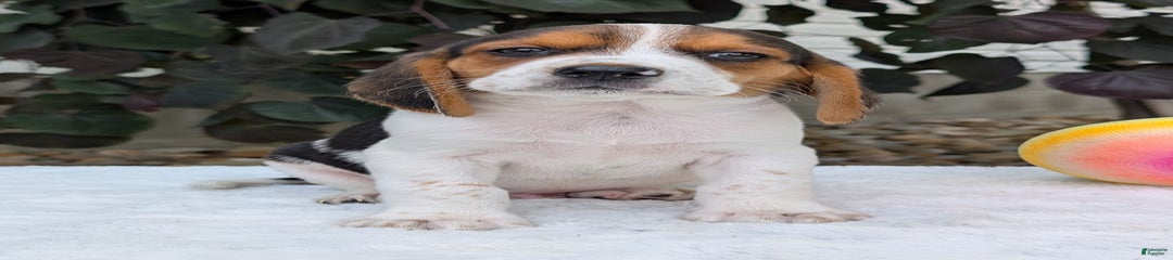 Coop