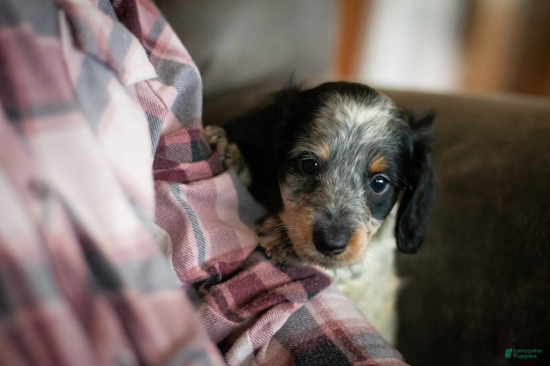 Miniature Dachshund dogs for sale: Maverick - Image 5