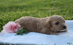 Miniature Poodle dogs for sale: Andre - Image 4
