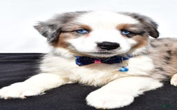 Miniature Australian Shepherd dogs for sale: Tundra - Image 6