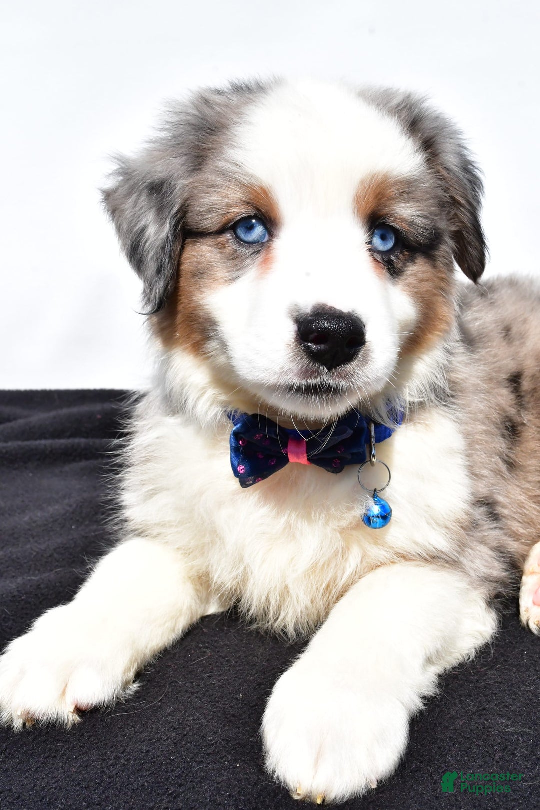 Miniature Australian Shepherd dogs for sale: Tundra - Image 6