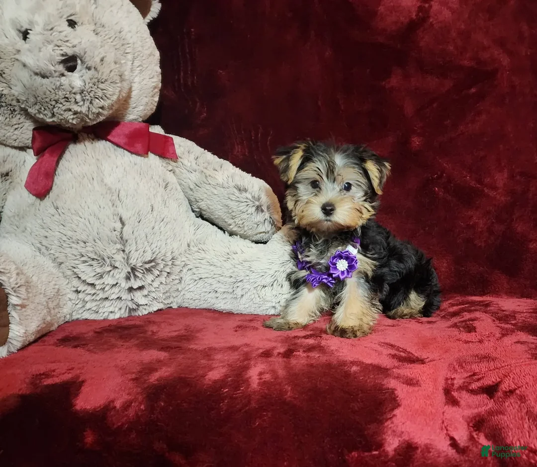 Yorkshire Terrier dogs for sale: Maui - Image 3