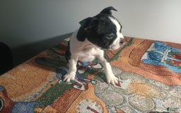 Boston Terrier dogs for sale: Lola - Image 4
