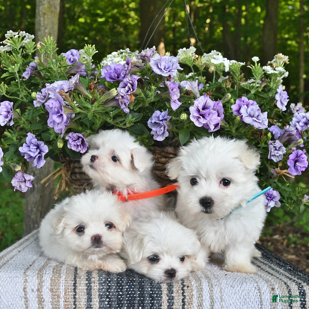 Maltese dogs for sale: Jessie - Image 2