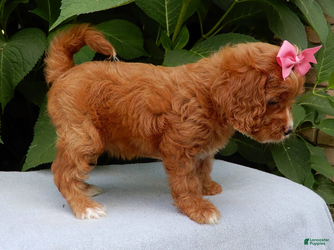 Cavapoo dogs for sale: Penny - Image 3