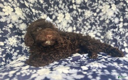 Cockapoo dogs for sale: Birdie - Image 1