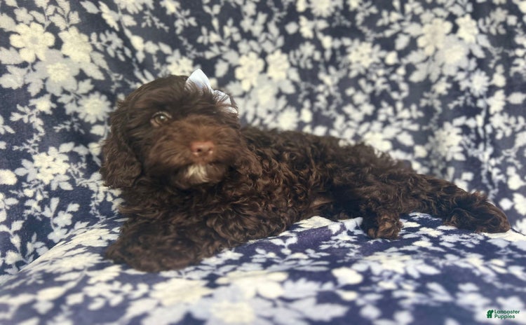 Cockapoo dogs for sale - Ad 3