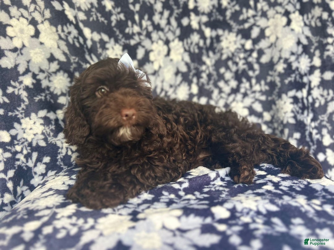 Cockapoo dogs for sale: Birdie - Image 1