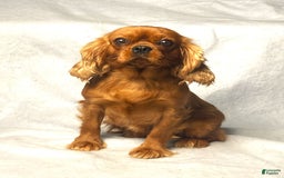 Cavalier King Charles Spaniel dogs for sale: Rex - Image 15