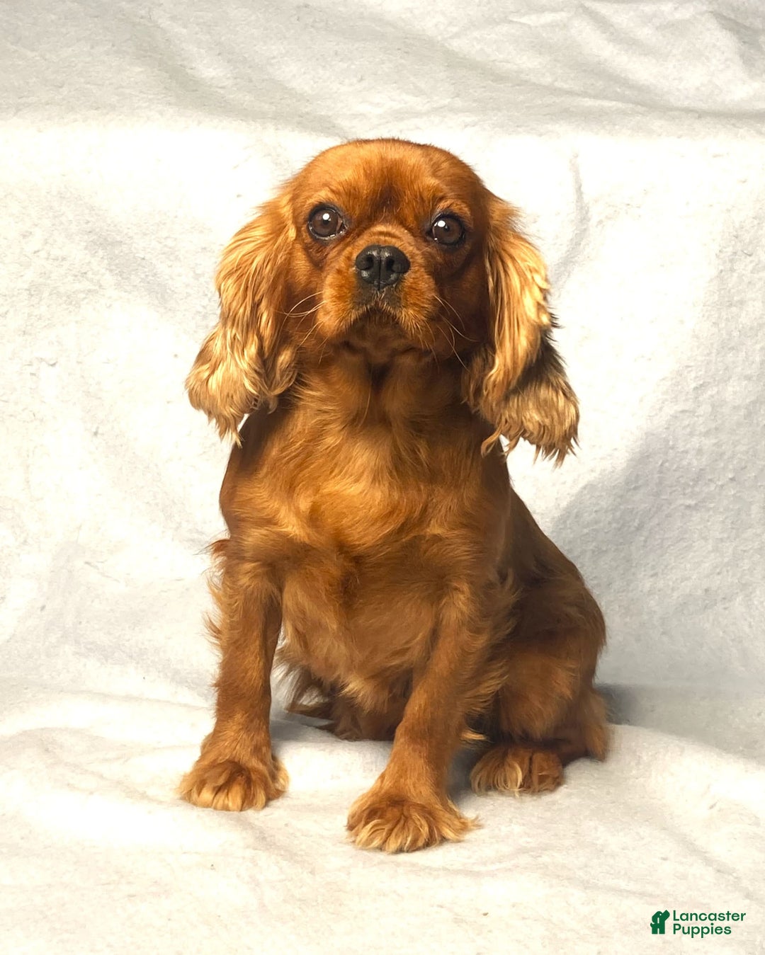 Cavalier King Charles Spaniel dogs for sale: Rex - Image 15