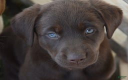 Labrador Retriever dogs for sale: Carol - Image 3