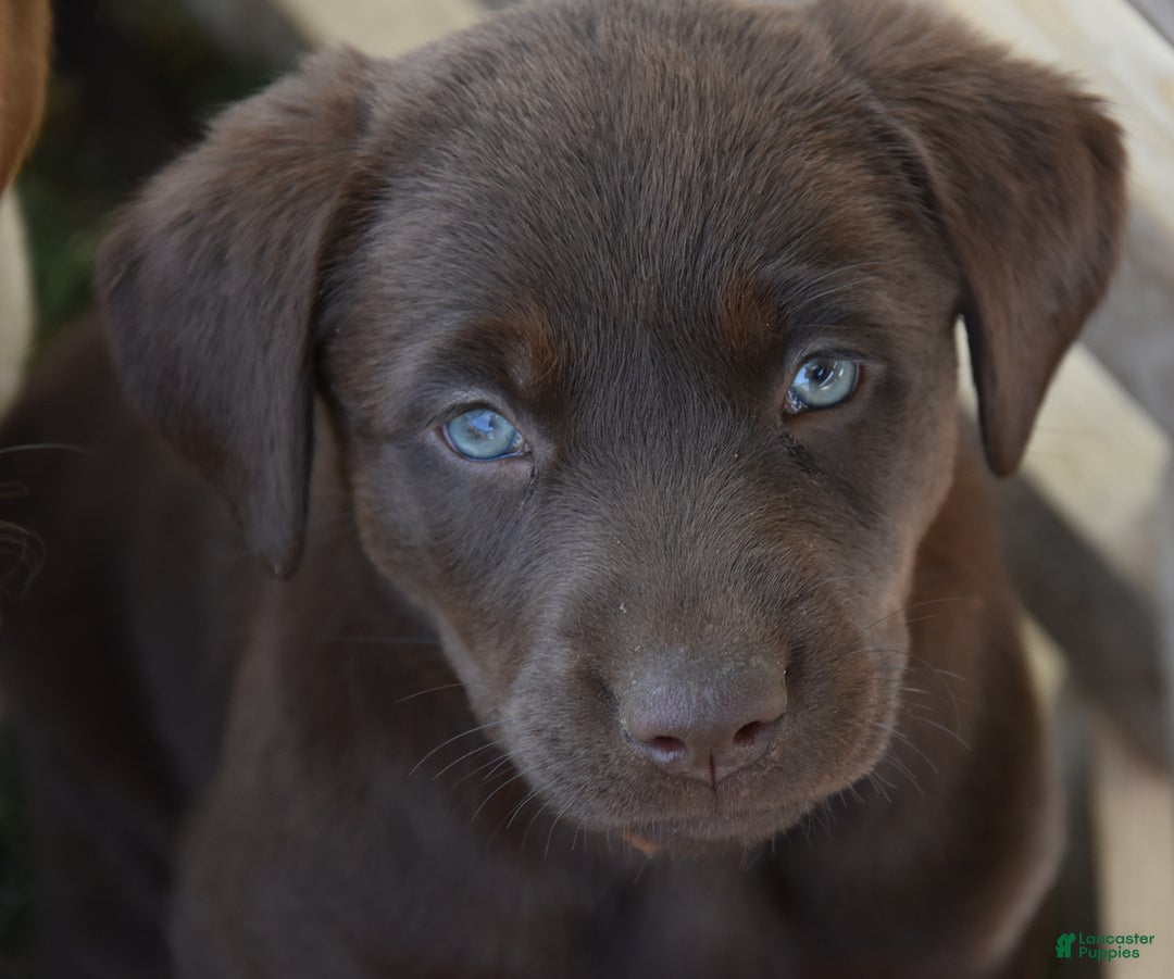 Labrador Retriever dogs for sale: Carol - Image 3