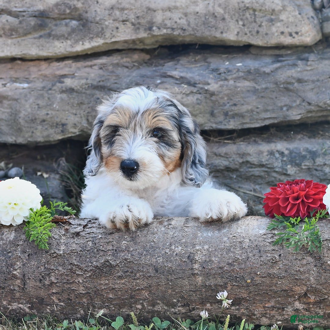 Aussiedoodle dogs for sale: Marble - Image 4